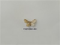 藏品(尺蛾612)的圖片
